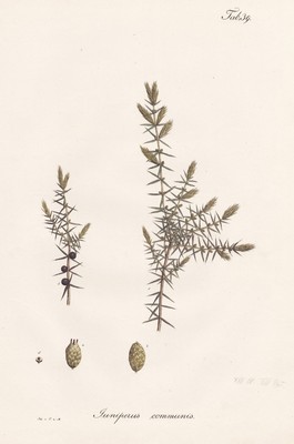 Juniper juniper botany botany plant lithograph 1826