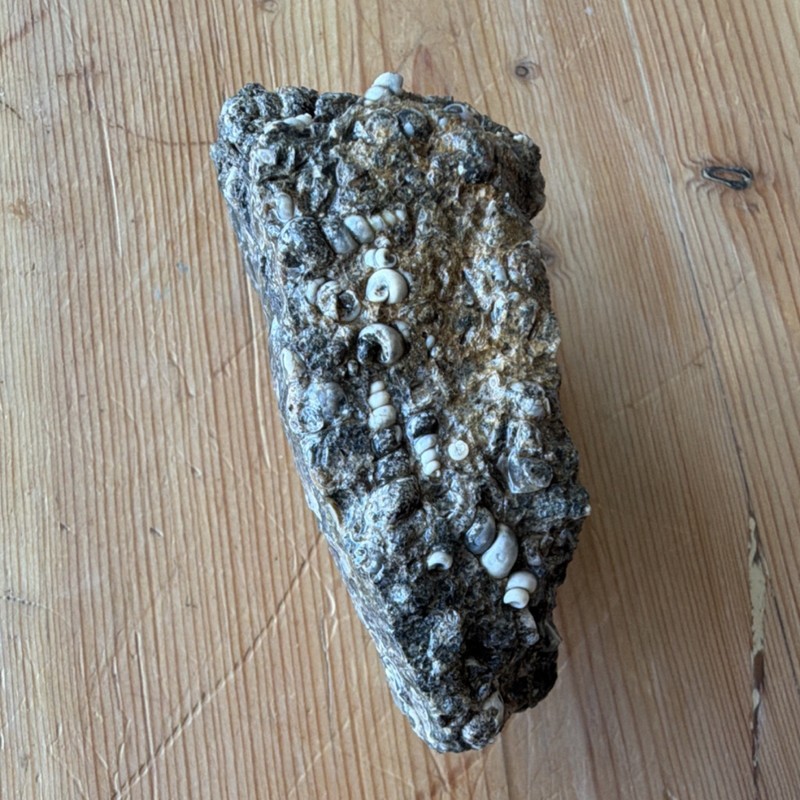 Fossil Shell Cluster in Matrix Rock Specimen with Embedded Shells