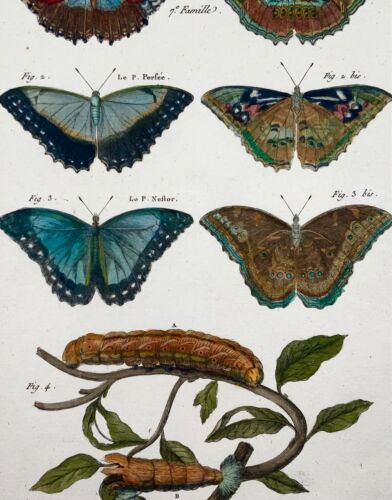 1794 Butterflies, Nymphes, Latreille, hand coloured quarto engraving, insects - Picture 3 of 4