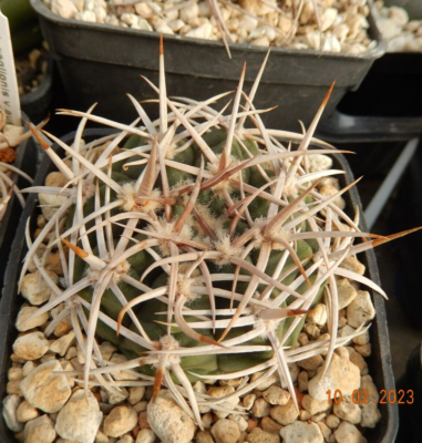 Gymnocalycium hybopleurum v. ferocior !!! | eBay.de