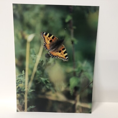 Vintage Found Photo Tortoiseshell Butterfly Wildlife Color Glossy Photograph