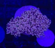 WYSIWYG Purple Frogspawn Octospawn 2 Heads Live Coral Frag SPS LPS Reef Tank