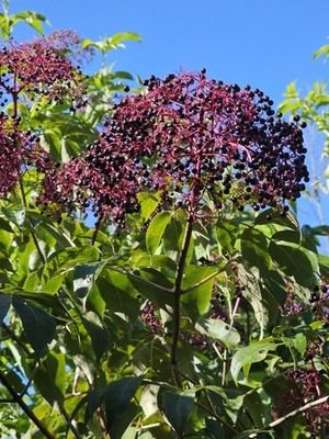 Elderberry Cuttings(12 Fresh Cut Dormant Cuttings)4 York-4 Adams-4 Nova-3 Variet