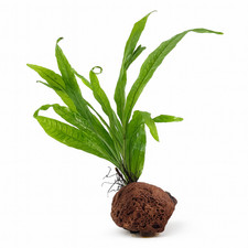 Java Fern & Java Moss on Lava Rock (8–10cm) – Live Aquarium Plant