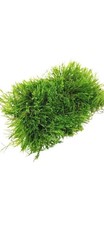 JAVA MOSS GUY 4oz Portion, Snail Free