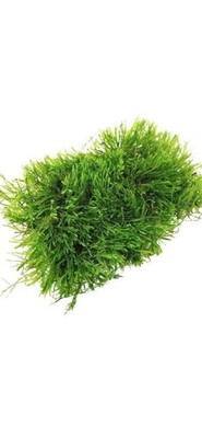 JAVA MOSS GUY 2oz Portion, Snail Free 