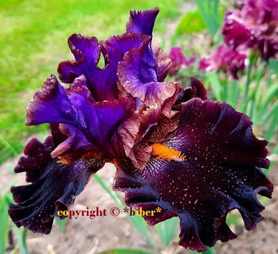 Hohe Schwertlilie CHER AND CHER ALIKE Black Iris RARE Bartiris DUFT gr.Blüte BIO