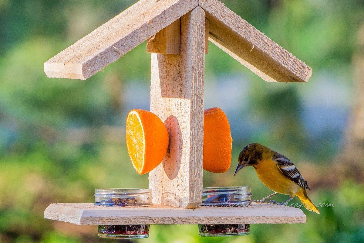 Baltimore Oriole 3/4