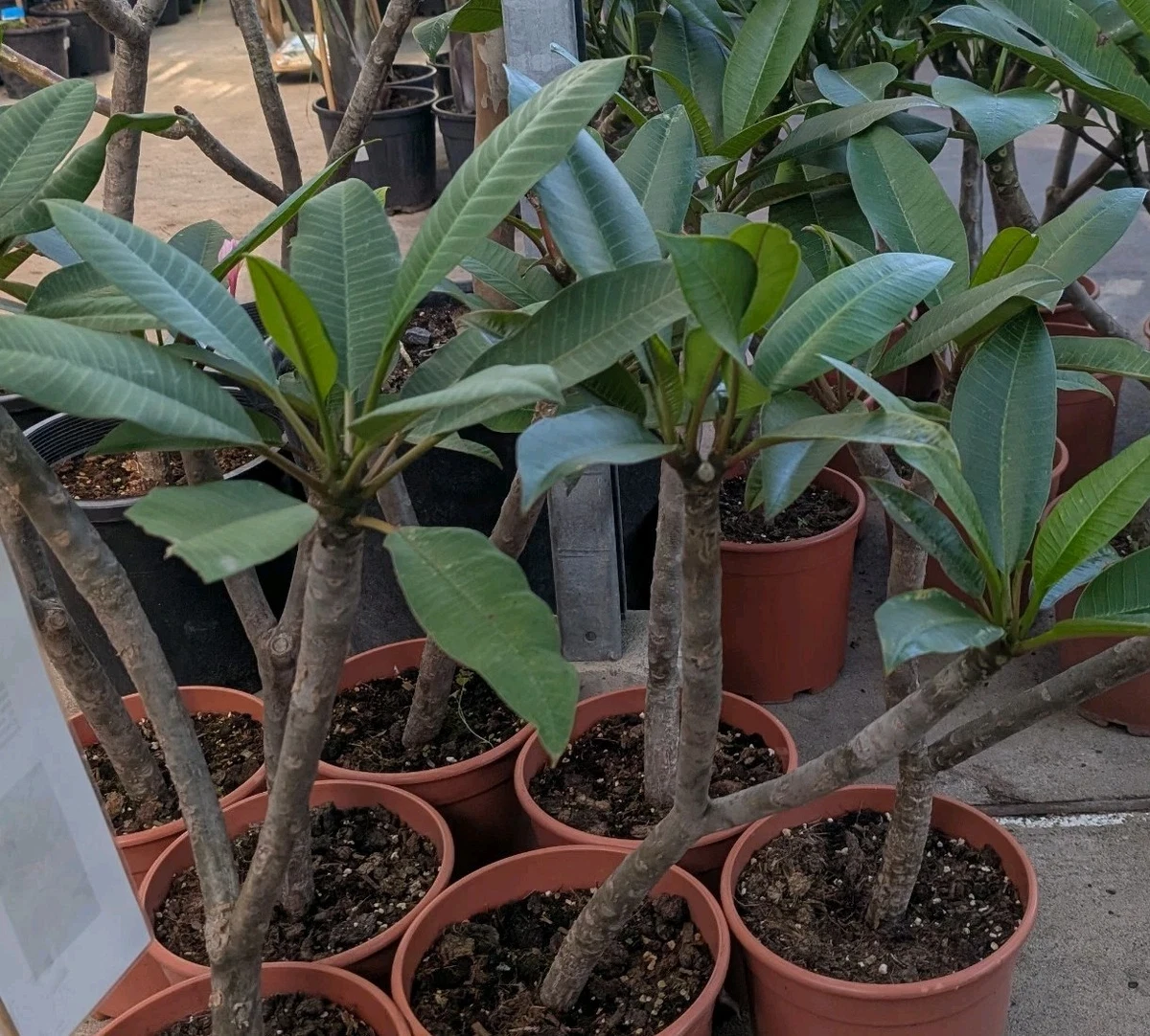 Frangipani Plumeria Pflanzen, Zimmerpflanzen online kaufen | eBay.de