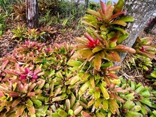 Neoregelia 'Fireball' Bromeliad Pup Houseplant Live Plant