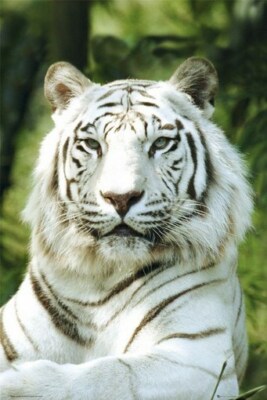 WHITE TIGER POSTER - CLOSE UP - HOT NEW RARE 24X36 - PRINT IMAGE PHOTO -PW0