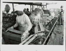 1987 Press Photo Workers put fresh produce into crates in Florida - lra49836