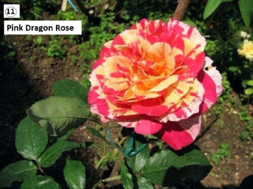 Pink Dragon Greek Blooming Fragrant Spring Flower Rose Perenial Seeds Arcadia - Picture 1 of 4