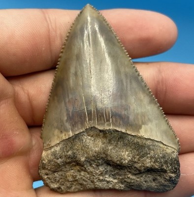 HUGE GREAT WHITE SHARK TOOTH 2.63  Museum Grade Fossil South Carolina