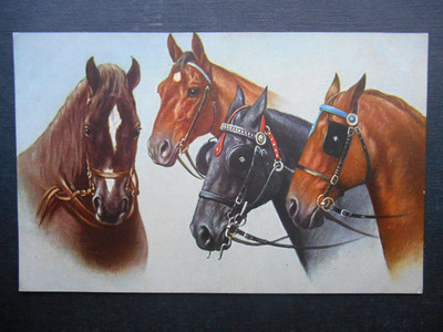 5 x schöne Pferde *Vintage* Biesen Künstler gezeichnet Chums 1911/12 Serie 9976