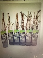 Hydrangea Petiolaris (Climbing Hydrangea) – Approx. 60cm Tall