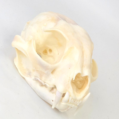 Real Canada Lynx Skull - Lynx Canadensis - American Sourced