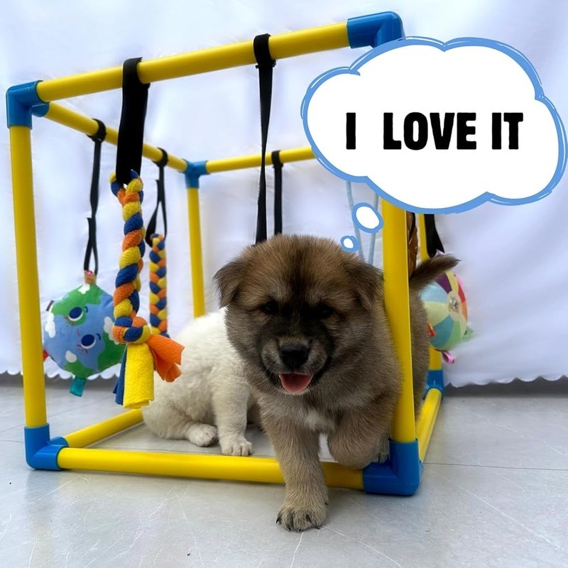 Indoor Puppy Play Gym with 8 Hanging Toy Small Dog PVC Frame w/ Bungee Straps