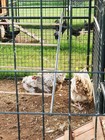 Rare Chocolate Silver Laced English Orpingtons Hatching Eggs 10 Pack.  — photo 8