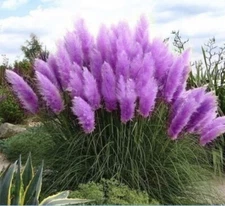 Purple Pampas Grass 3 Plugs