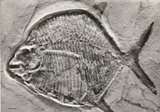 Ansichtskarte Fossilien: Gyrodis Titanius - Kugelzahnfisch