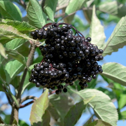 Schwarzer Holunder 'Haschberg' 40/60 cm, im 5 l Topf 4066169005894 ... Schwarzer Holunder 'Haschberg' 40/60 cm, im 5 l Topf 4066169005894 ...