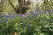 Bluebell English – 500 Seeds – UK Native Woodland Wildflower – JustSeed