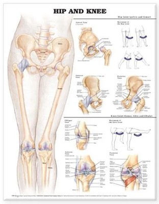 Hip and Knee Anatomical Chart Wolters Kluwer Health Wallchart Wol