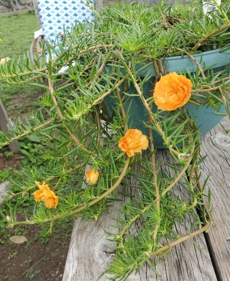 YELLOW ORANGE Grandiflora Portulaca Moss Rose Cuts Plants - READ DESCRIPTION - Image 3 of 3