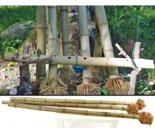 Bambus mit Wurzel als Ansatz 110cm 3 bis 4cm, Moso hitzebehandelt für Shakuhachi