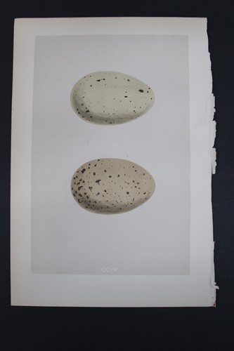 Birds, Nests, Eggs, F.O.Morris, 1875 - Picture 4 of 4