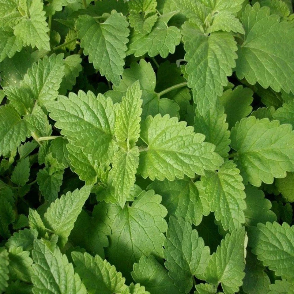 Catnip seeds - Image 2 of 3