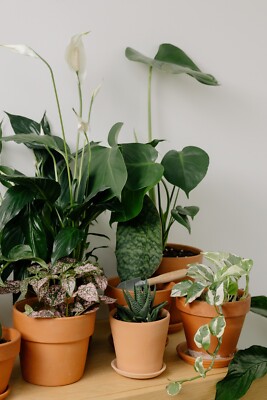 TROPICAL HOUSE PLANT SEEDS EASY TO GROW - ORGANIC FRESH HOUSEPLANT 70  VARIETIES | eBay