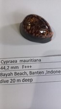 cypraea  mauritiana   44,2 mm  F+++   dwarf