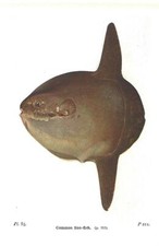 Beautiful Common Sunfish Fish Book Print / Plate on Paper. 80+ years old