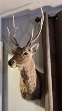 Sitka Shoulder Mount. Deer Head Taxidermy. Big Trophy Mount. Antlers.