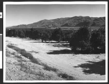 Citrus Groves Along Route 126 Between Fillmore And Piru Ventura Co - Old Photo