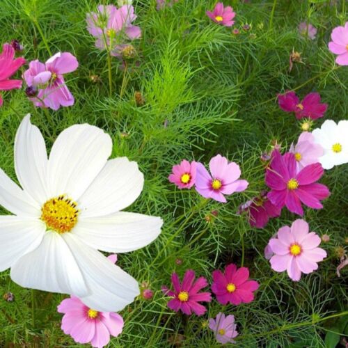 100 Graines de Cosmos Blanc Rose et Rouge - fleurs méthode BIO | eBay