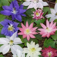 Aquilegia Clematiflora Seeds - Mixed Colours, clematis-flowered type blooms