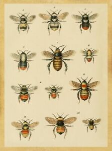 Bee Chart