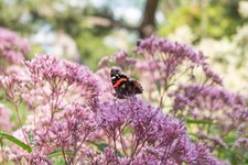 Eupatorium cannabinum (Hemp Agrimony) - Pond Plants