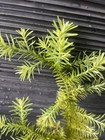 Juniperoides Aurea Chamaecyparis — photo 3