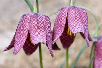 SEEDVILLE USA 10 CHECKER LILY Fritillaria Affinis Chocolate Mission Bells Flower Seeds
