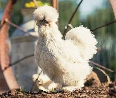 12+ Premium Silkie Hatching Eggs Assorted Colors NPIP AI - All Silkie Feathering