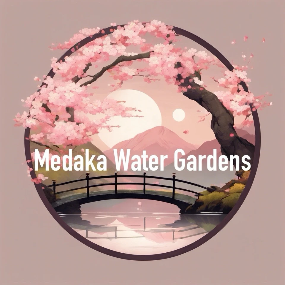 Peixe de arroz japonês 5+1 Kouhakurame Medaka criado nos EUA. - Imagem 4 de 4