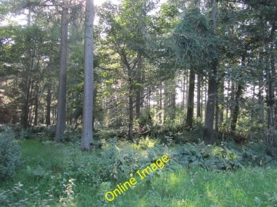Photo 6x4 Muirhouselaw Wood Maxton/NT6130  c2012