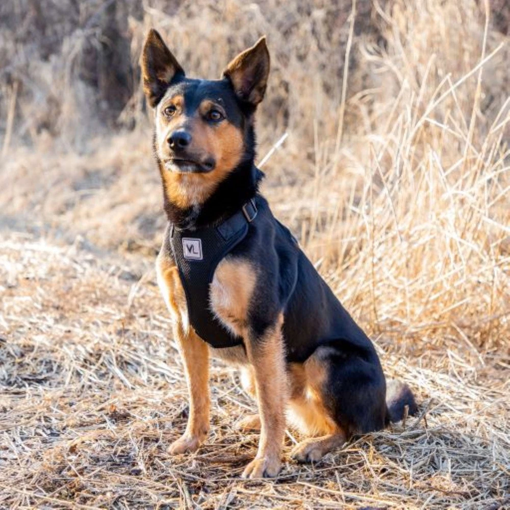 Dog Harness, Adjustable Mesh, Reflective Dog Walking Pet Harness, Black