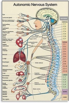 Autonomic Nervous System Poster Anatomy Medical Wall Art Print