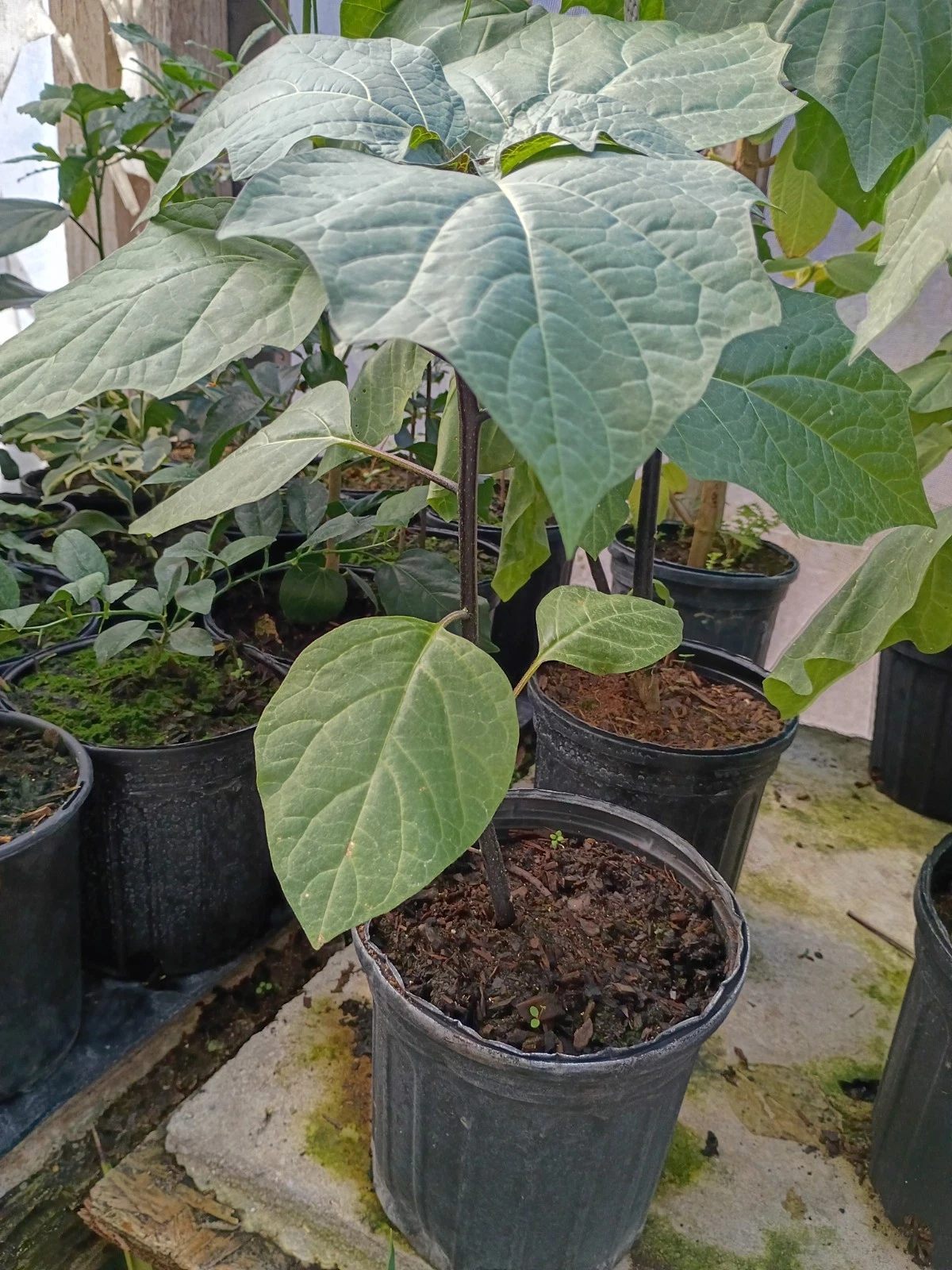 Angel Trumpet Dark Purple in 1 Gallon Pot
Opens in a new window or tab