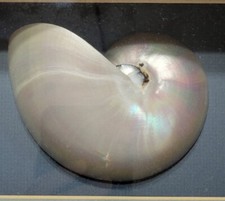 White Pearl Nautilius Sea Shell Opalescent ' in wooden frame
